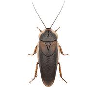 Swell Reptiles Live Dubia Cockroaches 100 Pack. The Ideal Live Food Insects for Reptiles. (Large)