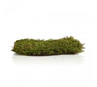 Swell Reptiles Live Green Carpet Moss - Reptile Rainforest Vivarium