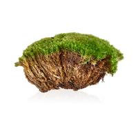 Swell Reptiles Live Green Moss Cushion