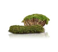 Swell Reptiles Live Green Moss for Vivarium and Terrarium Enclosure Decor (Moss Cushion) 1 pack