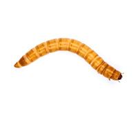 Swell Reptiles Live Mealworms 50g Pre-Pack 20mm-30mm. For Birds, Reptiles and Other Pets.