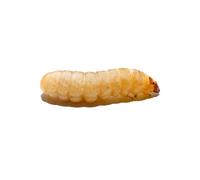 Swell Reptiles Livefood Waxworms Bulk-Pack 40g