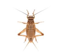 Swell Reptiles Medium Live Brown Crickets for Reptiles 8mm-12mm. 125 Pre-Pack of Crickets to Serve as Live Food for Reptiles