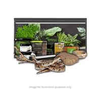 Swell Reptiles Royal Python Juvenile Starter Kit (Oak)