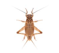 Swell Reptiles Small Live Brown Crickets for Reptiles 4mm-5mm. 500 Bulk Bag of Crickets to Serve as Live Food for Reptiles