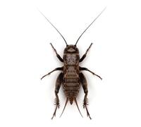 Swell Reptiles Standard to Large Live Black Crickets for Reptiles 12mm-20mm. 50 Pre-Pack of Crickets to Serve as Live Food for Reptiles