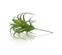 Swell Reptiles Tillandsia Airplant | Artificial Vivarium Plant
