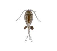 Swell UK Live Copepods Aquarium Fish Food 10 Pack