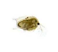 Swell UK Live Daphnia Aquarium Fish Food 10 Pack Tropical Fish Food