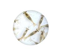 Swell UK Live River Shrimp Aquarium Fish Food 10 Pack