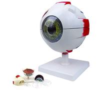 SWENEEN 3D Eye Model 6X Enlarged Eye Anatomical Model with 7 Detachable Parts & Vein Pattern for Learning and Understanding The Structure