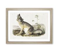 Swift Fox By John Woodhouse Audubon Vintage Framed Print | A3 Oak Framed Wall Art | Ready to Hang | Classic Animal Picture | Living Room Bedroom Lounge Office