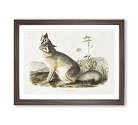 Swift Fox By John Woodhouse Audubon Vintage Framed Print | A3 Walnut Framed Wall Art | Ready to Hang | Classic Animal Picture | Living Room Bedroom Lounge Office