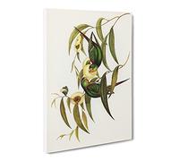 Swift Lorikeet Birds By Elizabeth Gould Canvas Print | Gallery Wrapped 30mm Frame Wall Art | 30x20 inches | Ready to Hang | Retro Bird Picture | Living Room Bedroom Lounge Office