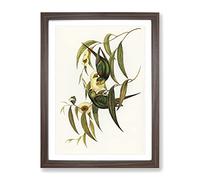 Swift Lorikeet Birds By Elizabeth Gould Vintage Framed Print | A3 Walnut Framed Wall Art | Ready to Hang | Classic Nature Picture | Living Room Bedroom Lounge Office