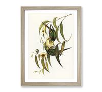 Swift Lorikeet Birds By Elizabeth Gould Vintage Framed Print | A4 Oak Framed Wall Art | Ready to Hang | Classic Nature Picture | Living Room Bedroom Lounge Office