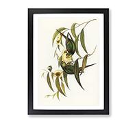 Swift Lorikeet Birds By Elizabeth Gould Vintage Framed Wall Art Print, Ready to Hang Picture for Living Room Bedroom Home Office Décor, Black A4 (34 x 25 cm)