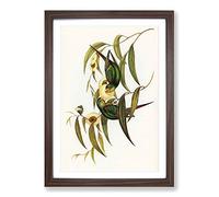 Swift Lorikeets by Elizabeth Gould Framed Print | A2 Walnut Framed Wall Art | Ready to Hang | Modern Nature Picture | Living Room Bedroom Lounge Office