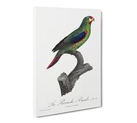 Swift Parrot By F. Levaillant Canvas Print | Gallery Wrapped 30mm Frame Wall Art | 20x14 inches | Ready to Hang | Retro Animals Picture | Living Room Bedroom Lounge Office
