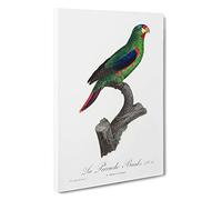 Swift Parrot by F. Levaillant Canvas Print | Gallery Wrapped 30mm Frame Wall Art | 30x20 inches | Ready to Hang | Modern Animals Picture | Living Room Bedroom Lounge Office