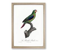 Swift Parrot by F. Levaillant Framed Print | A2 Oak Framed Wall Art | Ready to Hang | Modern Animal Picture | Living Room Bedroom Lounge Office