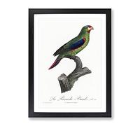 Swift Parrot By F. Levaillant Vintage Framed Print | A4 Black Framed Wall Art | Ready to Hang | Classic Animal Picture | Living Room Bedroom Lounge Office