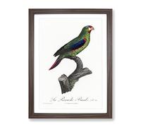 Swift Parrot By F. Levaillant Vintage Framed Print | A4 Walnut Framed Wall Art | Ready to Hang | Classic Animal Picture | Living Room Bedroom Lounge Office