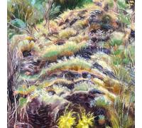 Swim Surreal – In the Half Light – CD – Integral