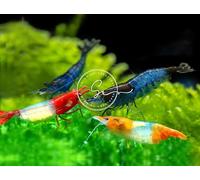 Swimming Creatures™ 10 Rili Mix Premium High Garde Freshwater Neocaridina Aquarium Shrimps.