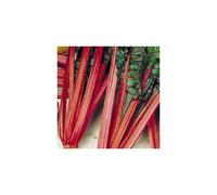 SWISS CHARD Rhubarb Red.