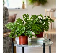 Swiss Cheese Obliqua House Plant Bundle