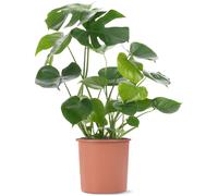 Swiss Cheese Plant Monstera Deliciosa House Plants Evergreen Indoor Plant in Pot