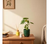 Swiss Monstera Houseplant in Elegant Forest Ceramic Pot | Indoor Live Plant with Included Pot | Luxe Leaf Plants UK