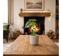 Swiss Monstera Plant in Olive Ceramic Pot - Lush Houseplant with Included Pot | Luxe Leaf Plants