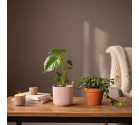 Swiss Monstera Plant in Pink Ceramic Pot - Indoor Houseplant with Pot Included - Luxe Leaf Plants