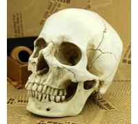 SWL-seller White Resin Replica Skull 1:1 Realistic Life Size Human Anatomy Halloween Decor