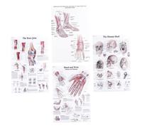 SWOOMEY 4pcs Anatomy Poster Skeletal Muscle Diagram Educational Charts for Science Classroom and Office Wall Decoration Tear Resistant Material