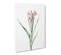 Sword Lily In Pink By Pierre Joseph Redoute Canvas Print | Gallery Wrapped 30mm Frame Wall Art | 20x14 inches | Ready to Hang | Retro Floral Picture | Living Room Bedroom Lounge Office