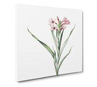 Sword Lily in Pink by Pierre Joseph Redoute Canvas Print | Gallery Wrapped 30mm Frame Wall Art | 20x20 inches | Ready to Hang | Retro Floral Picture | Living Room Bedroom Lounge Office