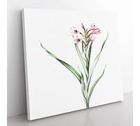 Sword Lily in Pink by Pierre Joseph Redoute Vintage Canvas Wall Art Print Ready to Hang, Framed Picture for Living Room Bedroom Home Office Décor, 35x35 cm (14x14 Inch)