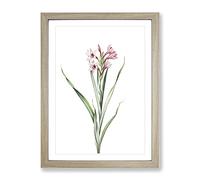Sword Lily In Pink By Pierre Joseph Redoute Vintage Framed Print | A4 Oak Framed Wall Art | Ready to Hang | Classic Floral Picture | Living Room Bedroom Lounge Office