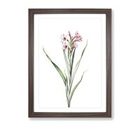 Sword Lily In Pink By Pierre Joseph Redoute Vintage Framed Wall Art Print, Ready to Hang Picture for Living Room Bedroom Home Office Décor, Walnut A4 (34 x 25 cm)