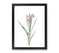 Sword Lily In Pink By Pierre Joseph Redoute Vintage Framed Wall Art Print, Ready to Hang Picture for Living Room Bedroom Home Office Décor, Black A4 (34 x 25 cm)