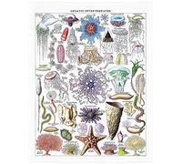 SXCHEN Soft Throw Blanket Plush Cozy Warm Lightweight Fuzzy Blankets for Couch Sofa Bed,Throws with Vintage Fauna Jellyfish Illustration of World Sea Life Marine Biology Science 60" x 80"