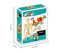 Sxhlseller Diy Human Skeleton Educational Model, Human Anatomy Skeleton Model, Body Structure With Self Assemble Design, For Children Science Learning (Colorful)