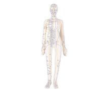 Sxhlseller Human Acupoint Model, 20.5 Inch Acupuncture Body Model with Rotatable Arms and Stable Base for Teaching Student Acupuncture Training Demonstration (Female)