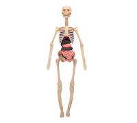 Sxhlseller Interactive Human Model Set | 16-Piece Removable Organ Skeleton for Kids Biology Learning