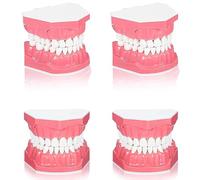 Sxmrmnx Dental Teeth Model Standard Dental Teeth Model for Brushing Flossing Practice Mouth Model for Teaching Studying