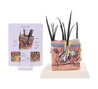 SXRQ Sick Dog Canine Skin Anatomical Model Veterinary Vet Anatomy Display Teaching