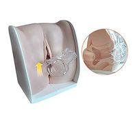 SXYKXYDL Female Genital Model Gynecological Manikin Model, 1:1 Soft Silicone Vaginal Cervix Uterus Model for Science Classroom Study Display Teaching
